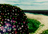 BEACH907.gif (51078 bytes)